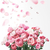 Jill Stuart Eau de Roses туалетная вода