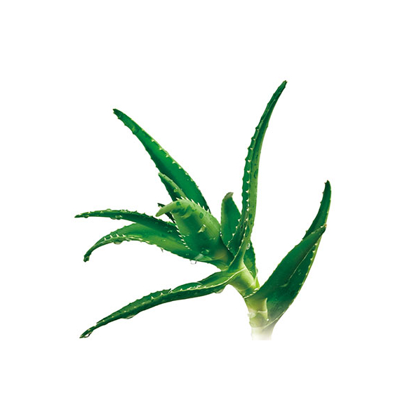 Kobayashi Aloe Pharmaceutical увлажняющий кондиционер с экстрактом алоэ